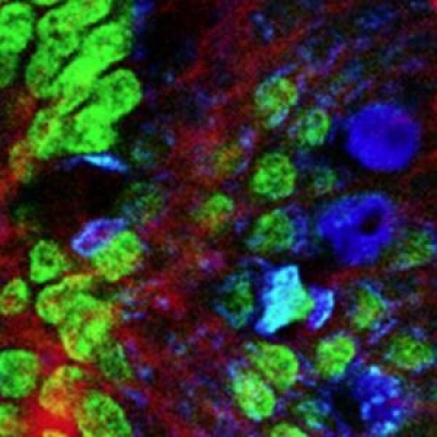 熒光濾光片里面說的熒光是什么光？